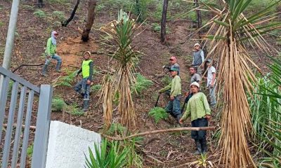 Funcionarios de Protección Civil y Corpoelec durante la remoción de los árboles en riesgo en Colinas de Carrizal.