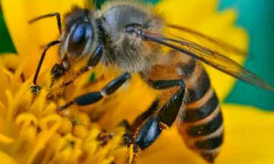 Las abejas son esenciales para la polinización de muchos cultivos y la producción de alimentos.