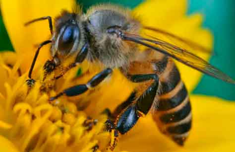 Las abejas son esenciales para la polinización de muchos cultivos y la producción de alimentos.