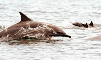 El Día Mundial de las Ballenas y Delfines es una oportunidad para crear conciencia sobre la importancia de proteger a estos cetáceos