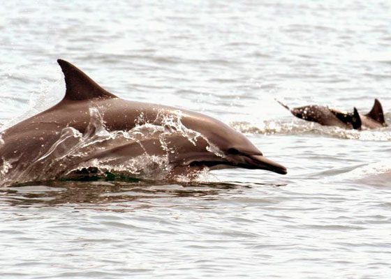 El Día Mundial de las Ballenas y Delfines es una oportunidad para crear conciencia sobre la importancia de proteger a estos cetáceos