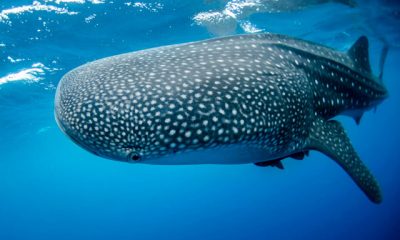 El tiburón ballena, símbolo de la biodiversidad marina, es una especie en peligro de extinción.