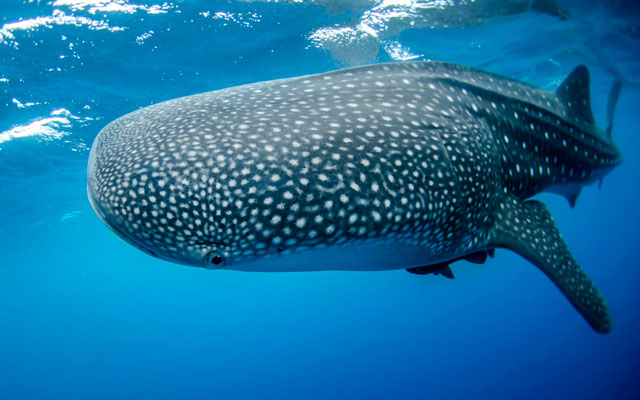 El tiburón ballena, símbolo de la biodiversidad marina, es una especie en peligro de extinción.