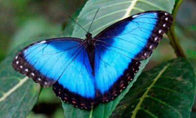 a Mariposa Azul de Venezuela, Morpho Encanto, captada en su hábitat natural en la selva tropical venezolana