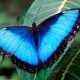 a Mariposa Azul de Venezuela, Morpho Encanto, captada en su hábitat natural en la selva tropical venezolana