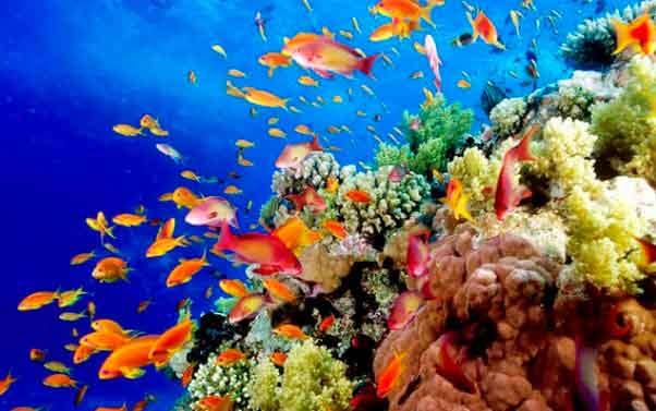 Arrecifes de coral en el Archipiélago Los Roques, un ecosistema clave para la biodiversidad marina del Caribe.