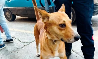 Más de 434 mascotas esterilizadas en Carrizal gracias a las jornadas de bienestar animal