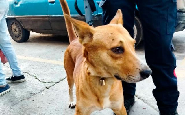 Más de 434 mascotas esterilizadas en Carrizal gracias a las jornadas de bienestar animal