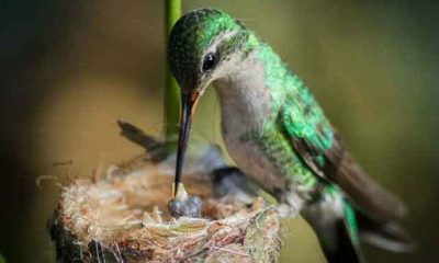 Colibrí de garganta rubí, uno de los ejemplares más fascinantes de la fauna tropical, en pleno vuelo mientras poliniza flores.