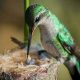 Colibrí de garganta rubí, uno de los ejemplares más fascinantes de la fauna tropical, en pleno vuelo mientras poliniza flores.