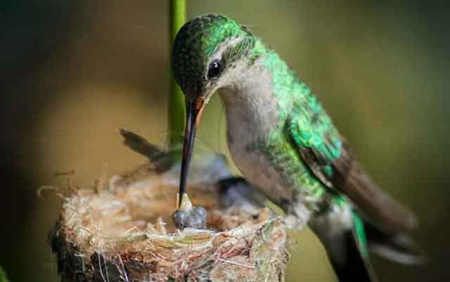 Colibrí de garganta rubí, uno de los ejemplares más fascinantes de la fauna tropical, en pleno vuelo mientras poliniza flores.