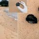 Autoridades investigan la aparición de misteriosas bolas negras en Coogee Beach, Australia.