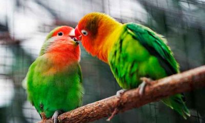 Participantes en una caminata guiada durante el Gran Día Mundial de Observación de Aves, un evento global que promueve la ciencia ciudadana y la conservación de aves.