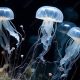 La fascinante presencia de las medusas en el Caribe venezolano, entre belleza y precaución.