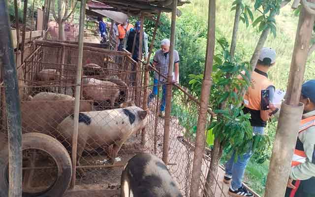 Alcaldía de Carrizal ordena desmantelamiento de criadero de porcinos en La Ladera