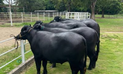 Producción de carne en Barinas alcanza cifras destacadas