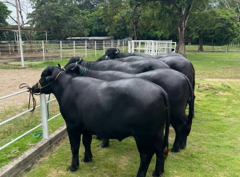 Producción de carne en Barinas alcanza cifras destacadas