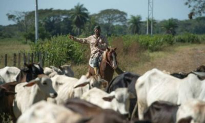 Ganaderos de Barinas piden financiamiento para sector pecuario