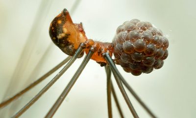 Investigadores del IVIC analizan especímenes de opiliones en el laboratorio, contribuyendo al conocimiento de la biodiversidad venezolana.