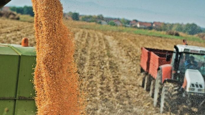 Fedeagro alerta sobre impacto del diferencial cambiario en la rentabilidad agrícola