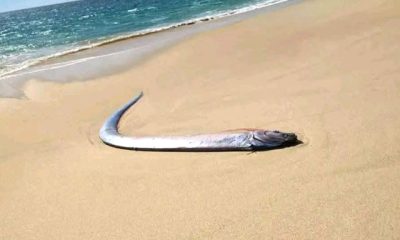 Pez remo encontrado en la orilla de la playa El Quemado, Baja California Sur, México, generando alarma por su vinculación con desastres naturales.