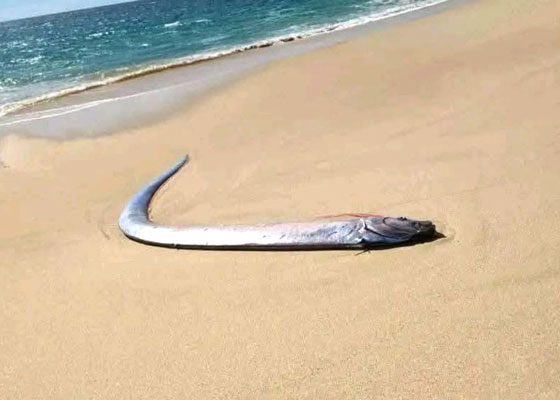 Pez remo encontrado en la orilla de la playa El Quemado, Baja California Sur, México, generando alarma por su vinculación con desastres naturales.