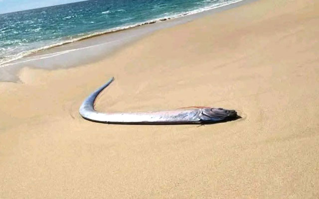 Pez remo encontrado en la orilla de la playa El Quemado, Baja California Sur, México, generando alarma por su vinculación con desastres naturales.